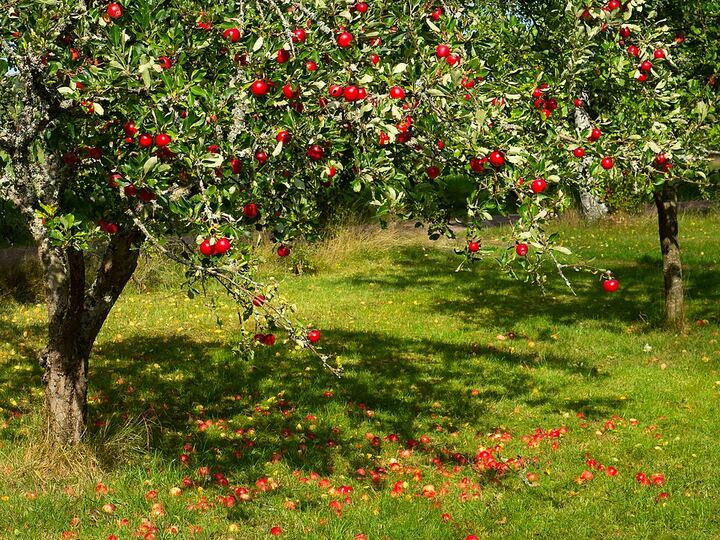 An apple tree heavy with red fruit, apples scattered on the grass beneath it