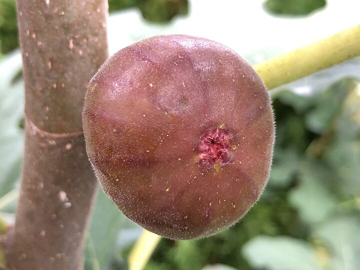 Chicago Hardy Fig: ripe fruit
