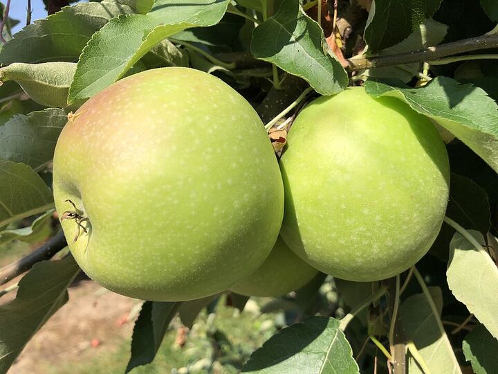 Granny Smith Apple: on the tree