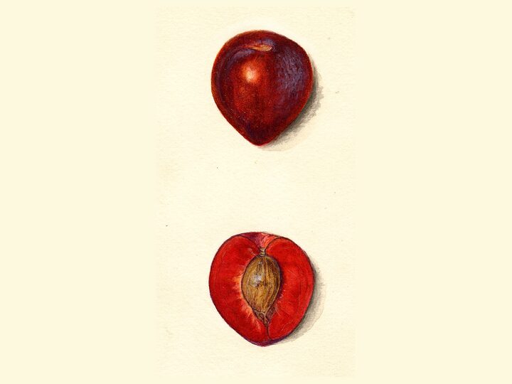 Methley Plum: watercolor (usda pomological watercolor collection)