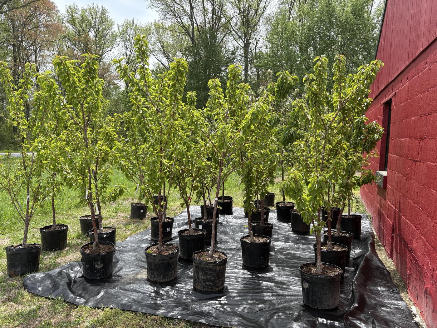 About thirty young fruit trees in black nursery pots, set out on a tarp beside our red barn, leafed out in spring