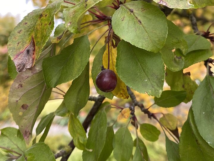 Profusion Flowering Crabapple: fruit and foliage in autumn